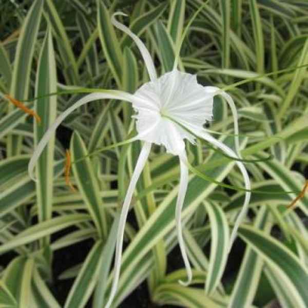 Variegated Lily - Spider Lily(Hymenocallis littoralis variegated)